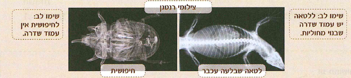 (בספר איור, היעזר במנחה)